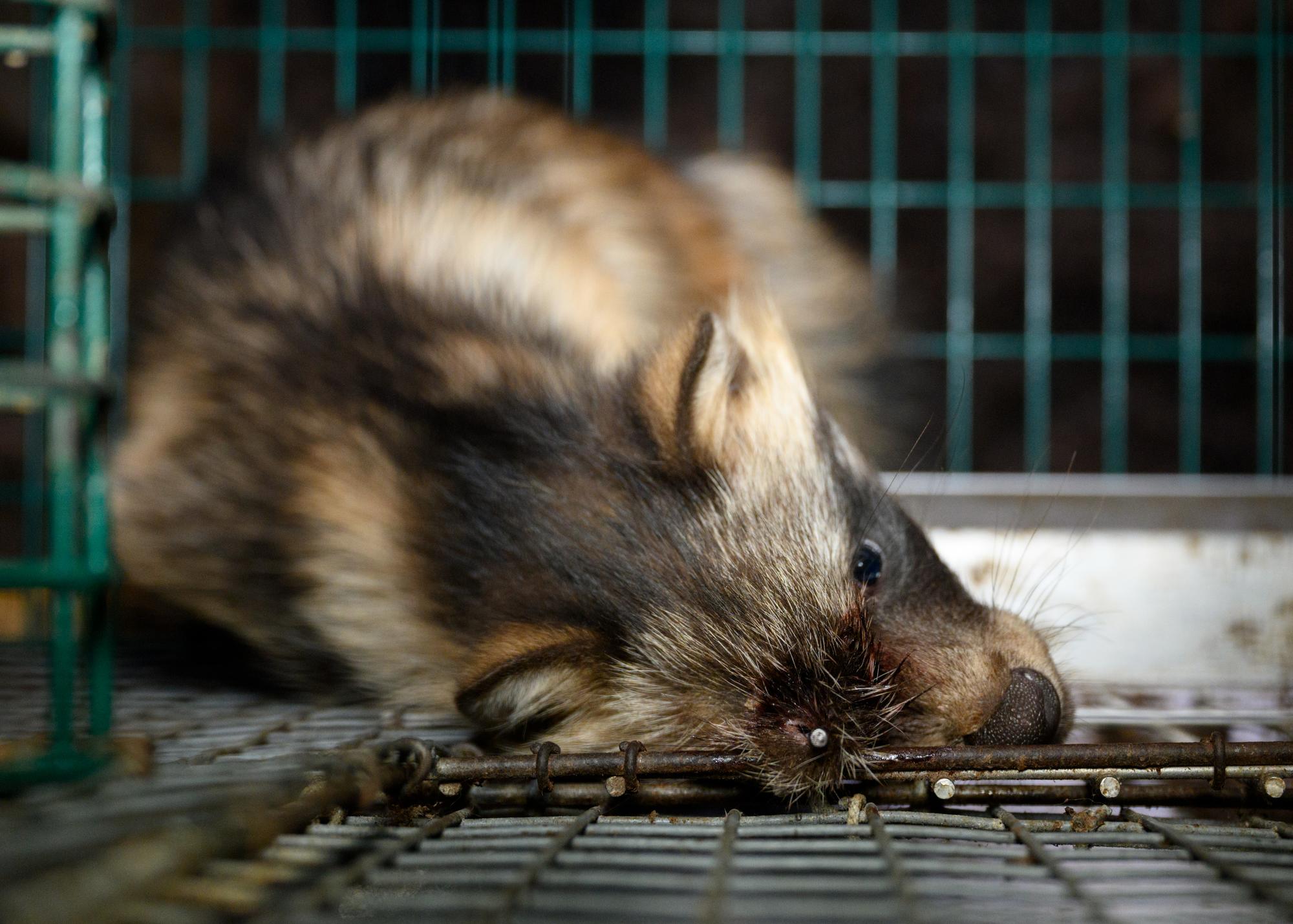 Investigación granjas peleteras Finlandia